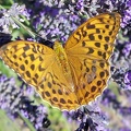 Argynnis paphia (Linnaeus, 1758)-In natura