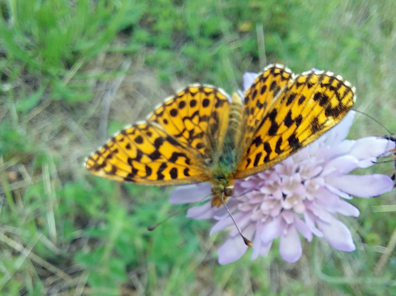 Boloria dia (Linnaeus, 1767)-In natura