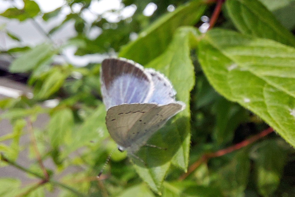 Celastrina argiolus (Linnaeus, 1758)-In natura