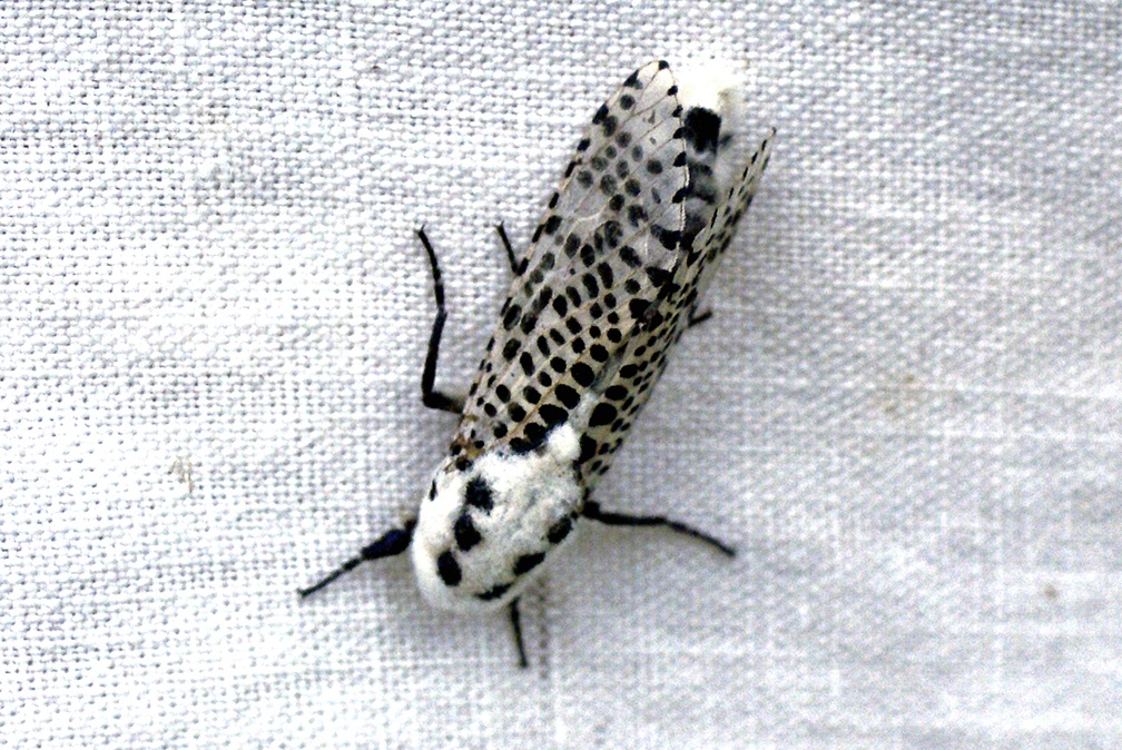 Zeuzera pyrina (Linnaeus, 1761)