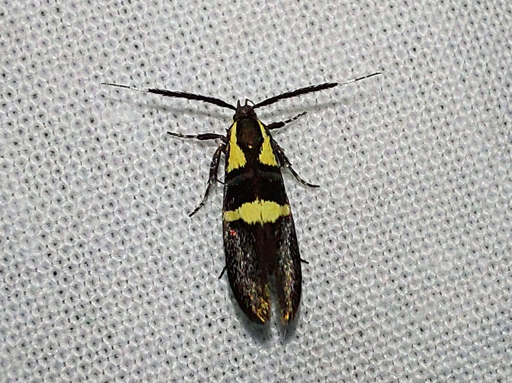 Dasycera oliviella (Fabricius, 1794)-In natura