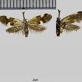 Alabonia geoffrella (Linnaeus, 1767)