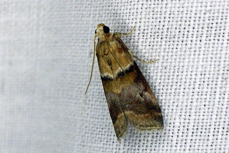 Acrobasis repandana (Fabricius, 1798)-In natura