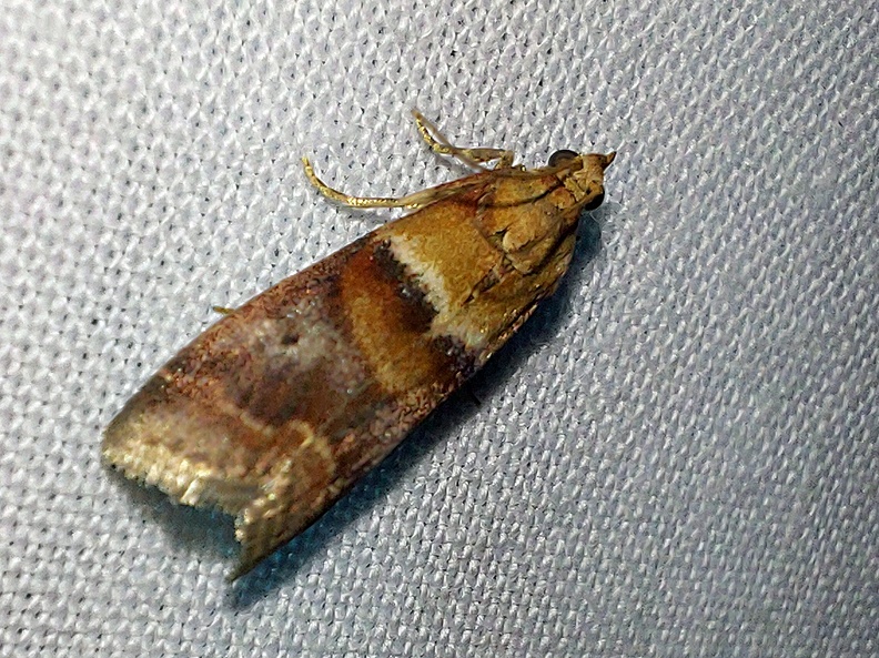 Acrobasis repandana (Fabricius, 1798)-In natura