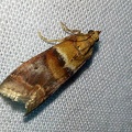 Acrobasis repandana (Fabricius, 1798)-In natura