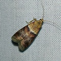 Acrobasis repandana (Fabricius, 1798)-In natura