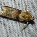 Acrobasis repandana (Fabricius, 1798)-In natura