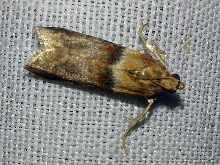 Acrobasis repandana (Fabricius, 1798)-In natura