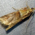 Acrobasis repandana (Fabricius, 1798)-In natura