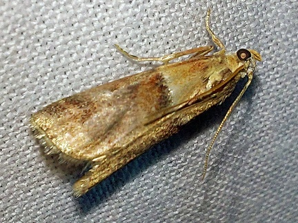 Acrobasis repandana (Fabricius, 1798)-In natura