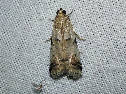 Acrobasis fallouella (Ragonot, 1871)