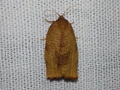 Cacoecimorpha pronubana (Hübner, 1799)