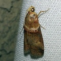 Acrobasis tumidana (Denis & Schiffermüller, 1775)-In natura