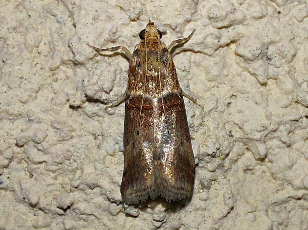 Acrobasis tumidana (Denis & Schiffermüller, 1775)-In natura