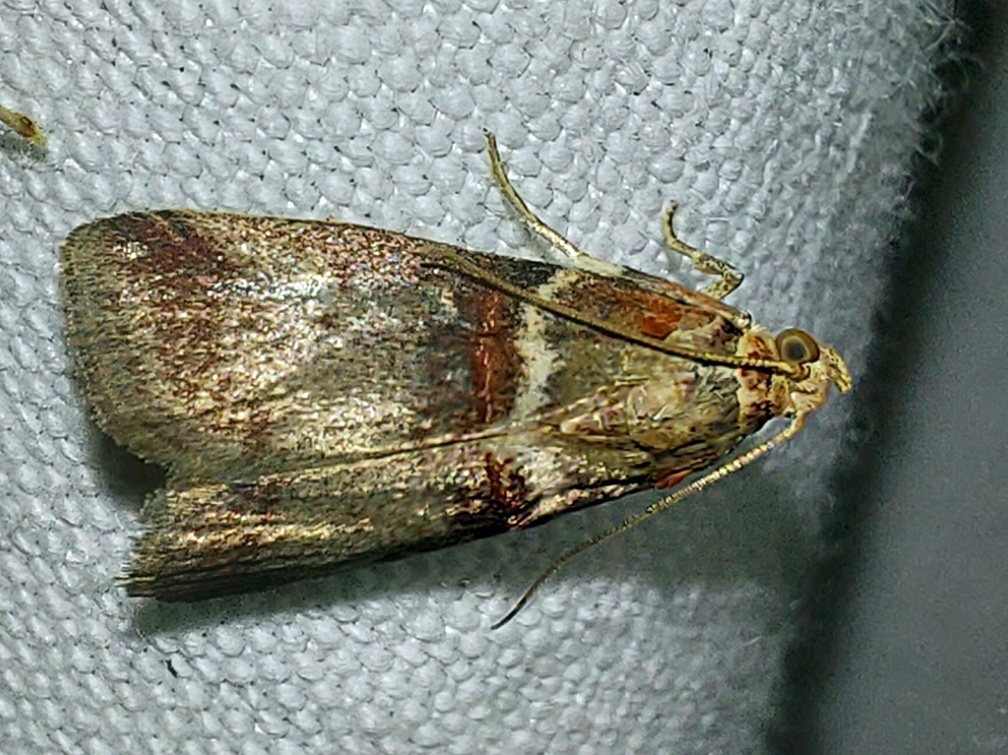 Acrobasis tumidana (Denis & Schiffermüller, 1775)-In natura