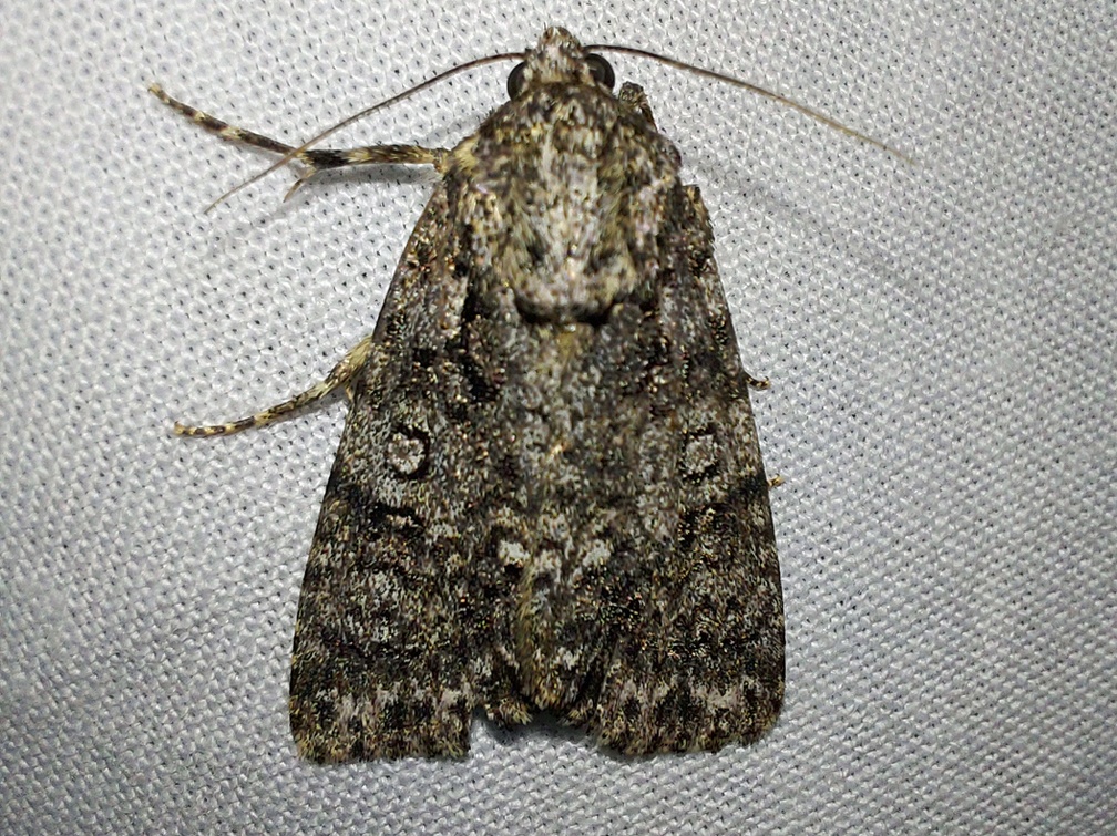 Acronicta rumicis (Linnaeus, 1758)-In natura