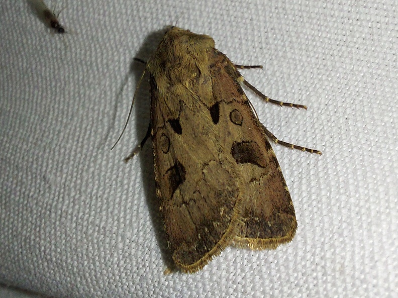 Agrotis exclamationis (Linnaeus, 1758)-In natura