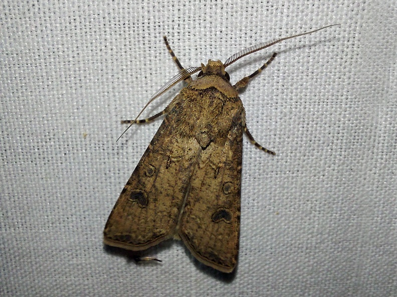 Agrotis segetum (Denis & Schiffermüller, 1775)-In natura