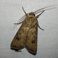 Agrotis segetum (Denis & Schiffermüller, 1775)-In natura