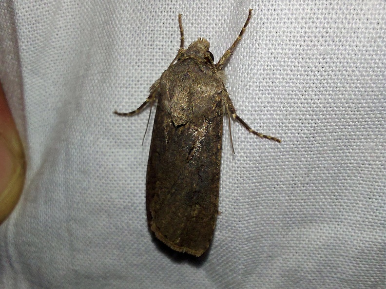 Agrotis segetum (Denis & Schiffermüller, 1775)-In natura