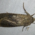 Agrotis segetum (Denis & Schiffermüller, 1775)-In natura