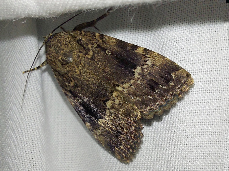 Amphipyra pyramidea (Linnaeus, 1758)