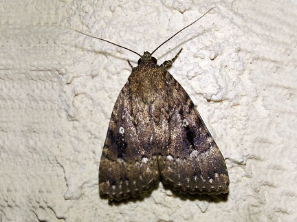 Amphipyra pyramidea (Linnaeus, 1758)