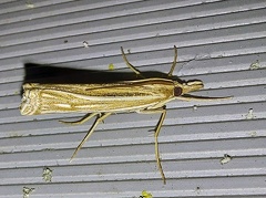 Ancylolomia tentaculella (Hübner, 1796)-In natura