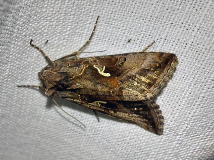 Autographa gamma (Linnaeus, 1758)-In natura