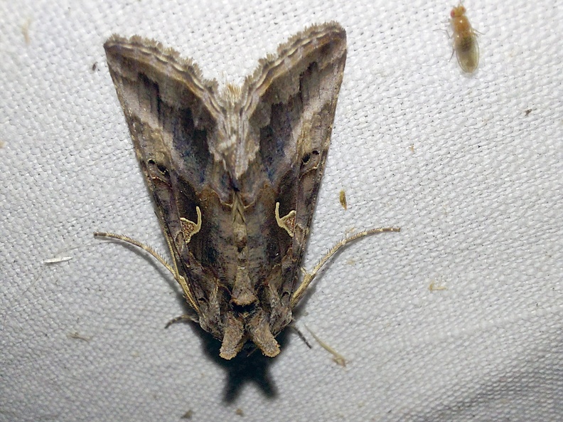 Autographa gamma (Linnaeus, 1758)-In natura