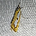 Catoptria pinella (Linnaeus, 1758)