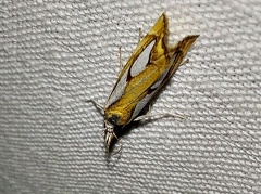 Catoptria pinella (Linnaeus, 1758)