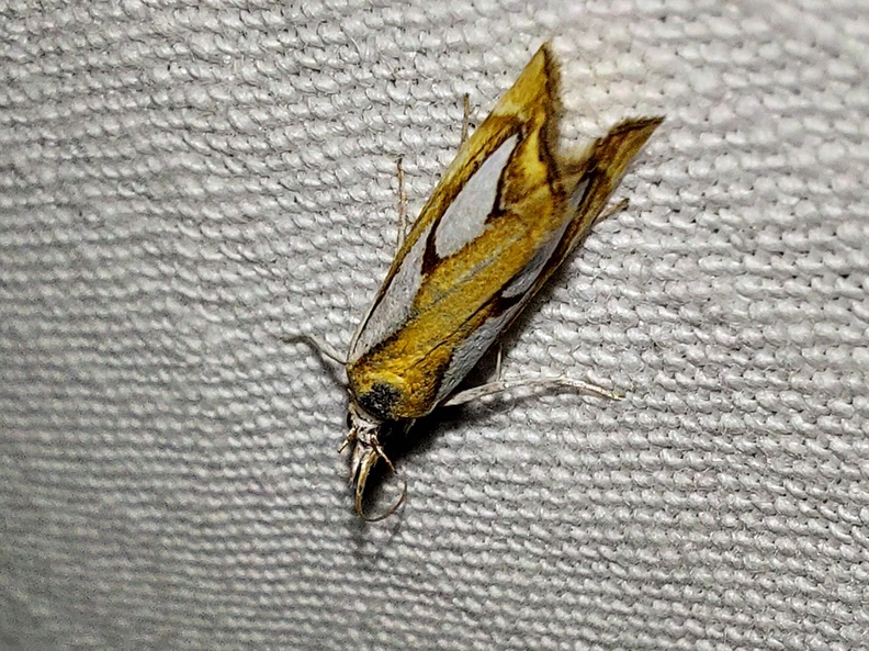 Catoptria pinella (Linnaeus, 1758)