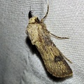 Agrotis puta (Hübner, 1803)-In natura