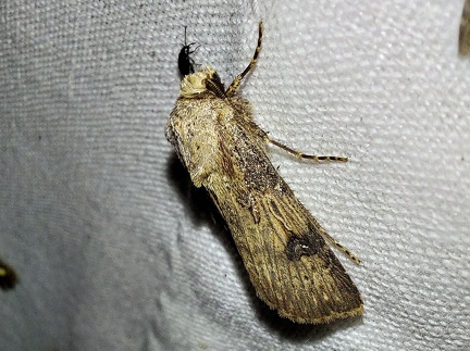 Agrotis puta (Hübner, 1803)-In natura