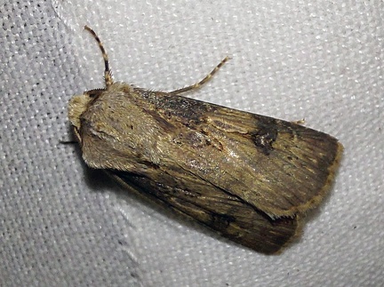 Agrotis puta (Hübner, 1803)-In natura