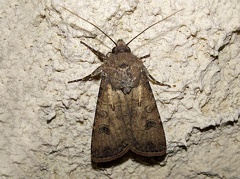 Agrotis segetum (Denis & Schiffermüller, 1775)-In natura