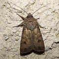 Agrotis segetum (Denis & Schiffermüller, 1775)-In natura