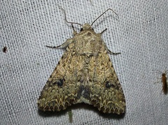 Anarta trifolii (Hufnagel, 1766)-In natura