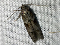 Blastobasis glandulella (Riley, 1871)