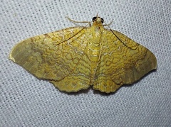 Camptogramma bilineata (Linnaeus, 1758)-In natura