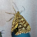 Chiasmia clathrata (Linnaeus, 1758)-In natura