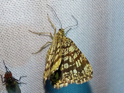 Chiasmia clathrata (Linnaeus, 1758)-In natura