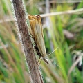 Chrysoteuchia culmella (Linnaeus, 1758)-In natura