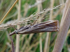 Chrysoteuchia culmella (Linnaeus, 1758)-In natura