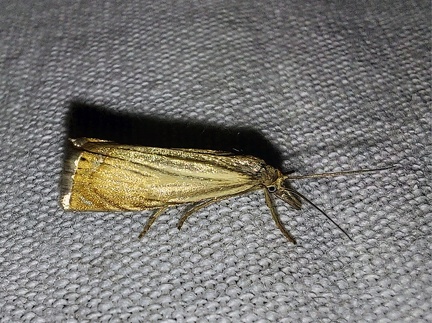 Chrysoteuchia culmella (Linnaeus, 1758)-In natura