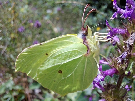 Gonepteryx rhamni (Linnaeus, 1758)-In natura