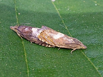 Dichrorampha petiverella (Linnaeus, 1758)-In natura