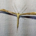 Emmelina monodactyla (Linnaeus, 1758)-In natura