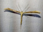 Emmelina monodactyla (Linnaeus, 1758)-In natura